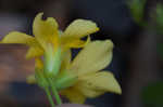 Tufted yellow woodsorrel